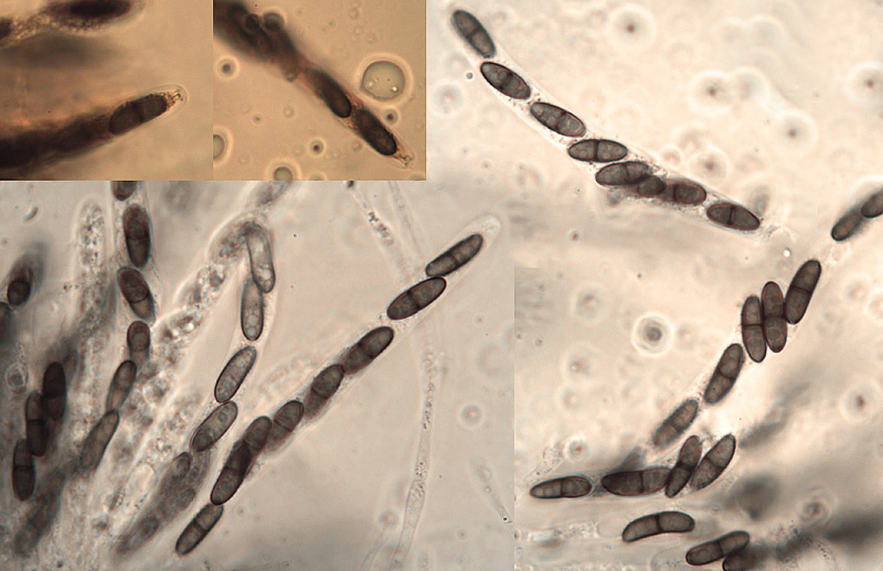 Pseudovalsaria ferruginea micro